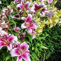 Lily Oriental - The Perfume Garden