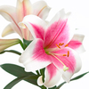 Lily Oriental Bulbs - Triumphator