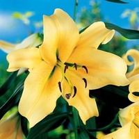 Lily Tree - Honeymoon