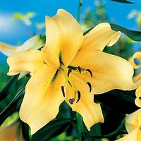 Lily Tree - Honeymoon