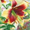 Lily Tree Debby