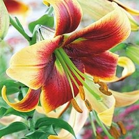 Lily Tree Debby
