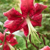 Lily Tree Miss Feya