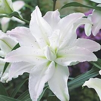 Lily Tree Picasso