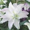 Lily Tree Picasso