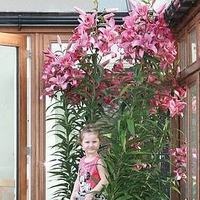 Lily Tree Pink Explosion