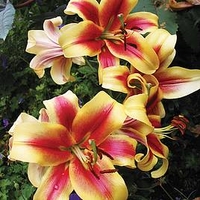 Lily Tree Starburst
