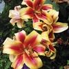 Lily Tree Starburst
