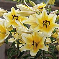 Lily Tree Yellow Rocket