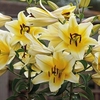 Lily Tree Yellow Rocket