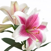 Lily Trumpet Tree (longiflorum)
