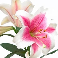 Lily Trumpet Tree (longiflorum)