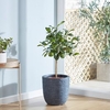Lime (Citrus) Fruiting Bush