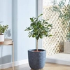 Lime (Citrus) Fruiting Bush