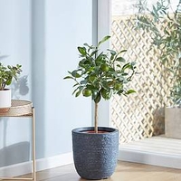 Lime (Citrus) Fruiting Bush