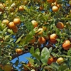 Lime (Citrus limonia) Rangpur