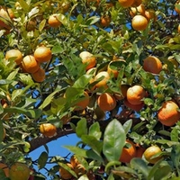 Lime (Citrus limonia) Rangpur