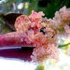 Lime Plant - Caviar Lime