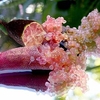 Lime Plant - Caviar Lime