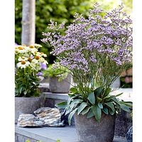 Limonium Plant - Dazzle Rocks