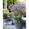 Limonium Plants - Dazzle Rocks