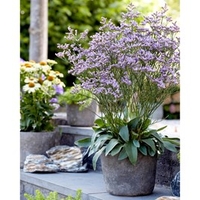 Limonium Plants - Dazzle Rocks