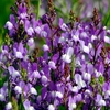 Linaria maroccana Seeds - Licilia Azure