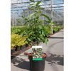 Lindera benzoin Plant