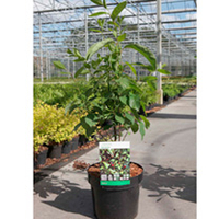 Lindera benzoin Plant