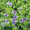 Lindernia Plant - Grandiflora