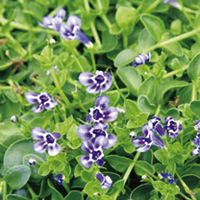Lindernia Plant - Grandiflora