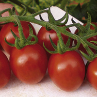 Lipso Grafted Tomato Plants