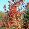 Liquidambar Plant - Styraciflua