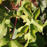 Liquidambar styraciflua 