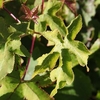 Liquidambar styraciflua Plant - 
