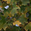 Liriodendron Plant - Tulipifera