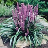 Liriope muscari Plant - Moneymaker