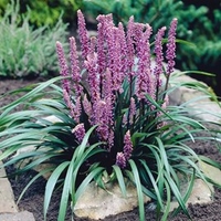 Liriope muscari Plant - Moneymaker