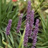 Liriope muscari Plant - Moneymaker