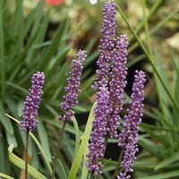 Liriope muscari Plant - Moneymaker