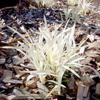 Liriope Plant - Pure Blonde