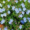 Lithodora Plant - Blue Star