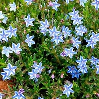 Lithodora Plant - Blue Star