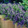 Lithodora Plant - Heavenly Blue