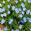 Lithodora Plants - Blue Star