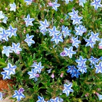 Lithodora Plants - Blue Star
