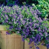 Lithodora Plants - Heavenly Blue