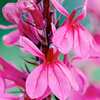 Lobelia cardinalis Plant - Princess Rose
