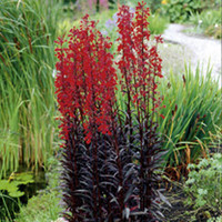 Lobelia fulgens Plant - Queen Victoria
