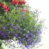Lobelia Pellets - Monsoon
